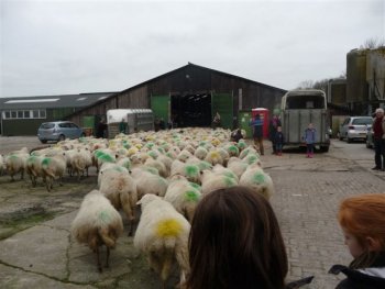 Kerstwandeling met de schaapskudde