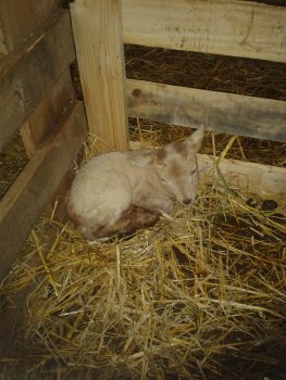 Eerste lammetje geboren in 2013