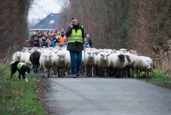 Nieuwjaarswandeling schaapskudde Middelburg