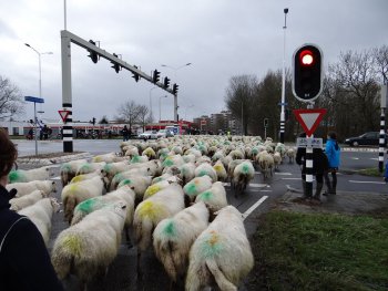 Nieuwjaarswandeling geslaagd