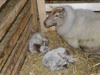 Eerste lammetjes 2014 geboren.