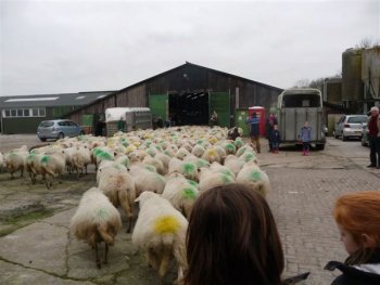 Nieuwjaarswandeling met de schaapskudde.