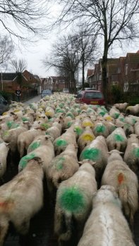 Nieuwjaarswandeling schapen