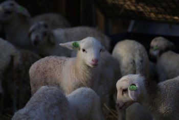 Lammetjesdag 2017 in Middelburg