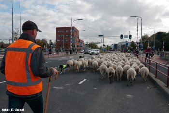 Schaapskudde door Middelburg