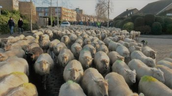 Nieuwjaarswandeling met de schapen.