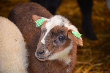 Lammetjesdag in Middelburg