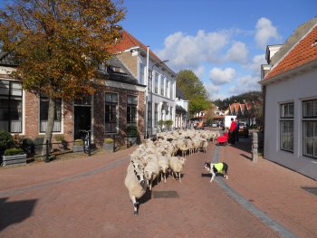 Wandeling naar Burgh op Schouwen