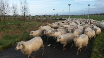 Nieuwjaarswandeling met 400 schapen