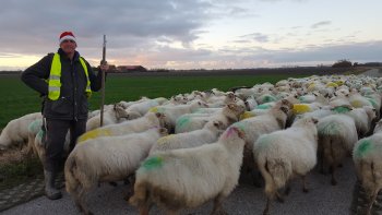 Nieuwjaarswandeling met de schapen naar de stal.