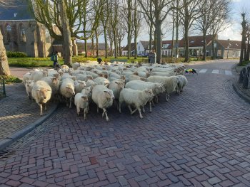 Helaas geen lammetjesdag 2021