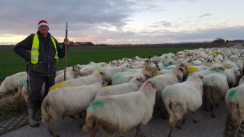 Kerstwandeling met 400 schapen.