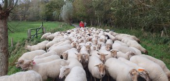 Nieuwjaarswandeling met 300 schapen naar de stal in Middelburg.